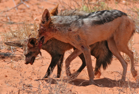 Resultado de imagem para Jackal kills bat eared fox in brutal fight