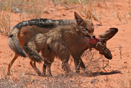 Resultado de imagem para Jackal kills bat eared fox in brutal fight